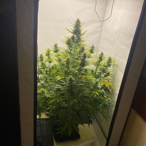 White Widow XXL Auto growlog timeline photo