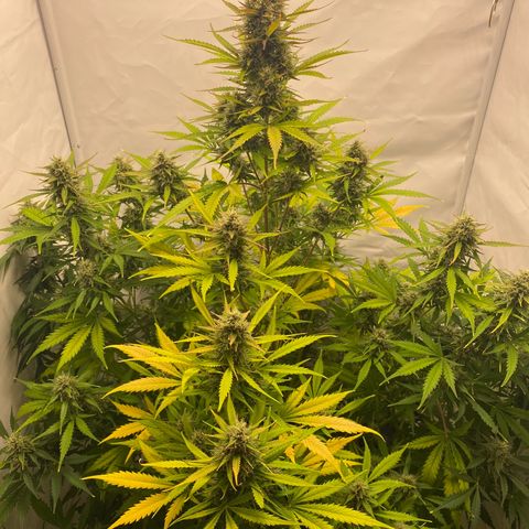 White Widow XXL Auto growlog timeline photo