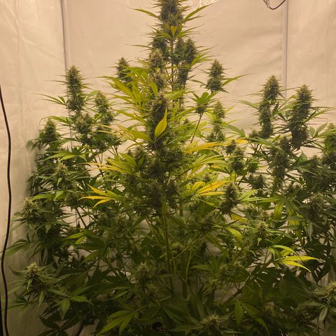 White Widow XXL Auto growlog timeline photo