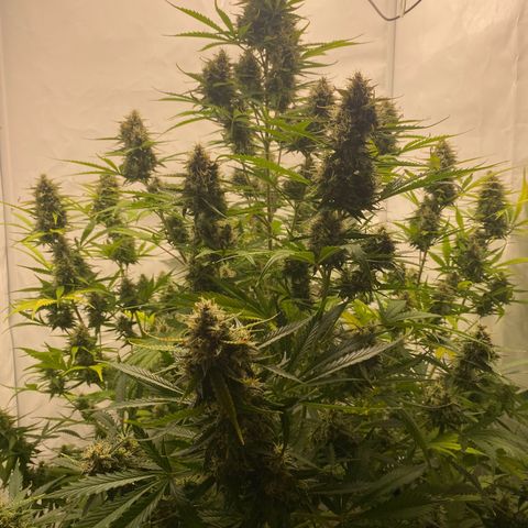 White Widow XXL Auto growlog timeline photo