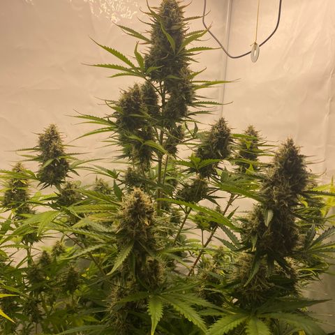 White Widow XXL Auto growlog timeline photo