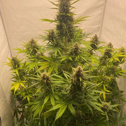 White Widow XXL Auto growlog timeline photo