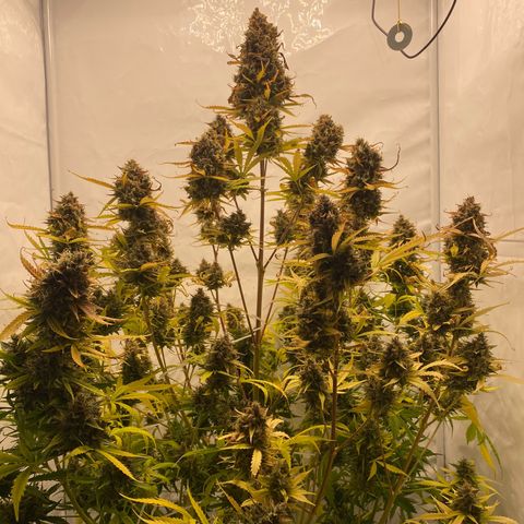 White Widow XXL Auto growlog timeline photo