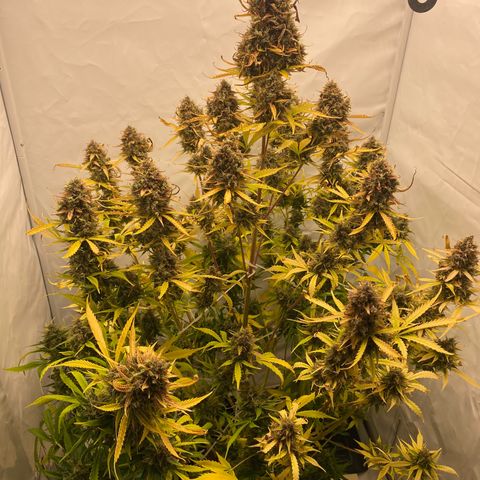 White Widow XXL Auto growlog timeline photo