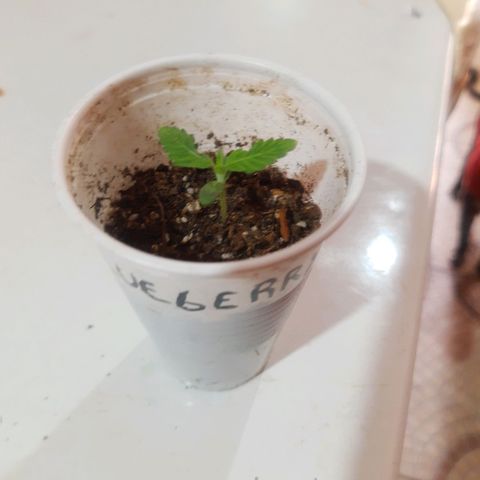 Blueberry de dutch passion growlog photo: Plantula