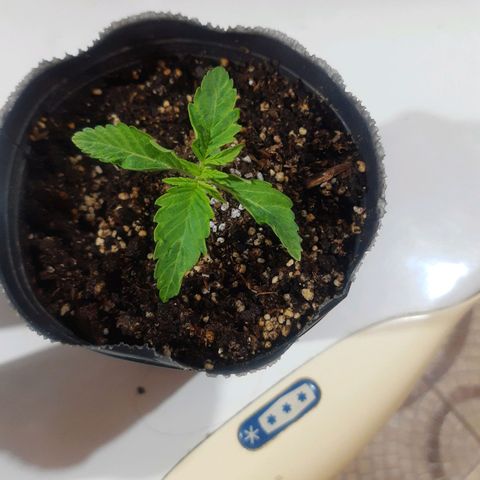 Blueberry de dutch passion growlog photo: Despues del trasplante