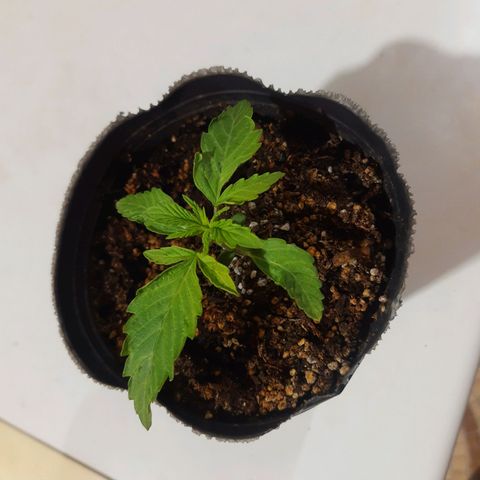 Blueberry de dutch passion growlog photo: Asi va