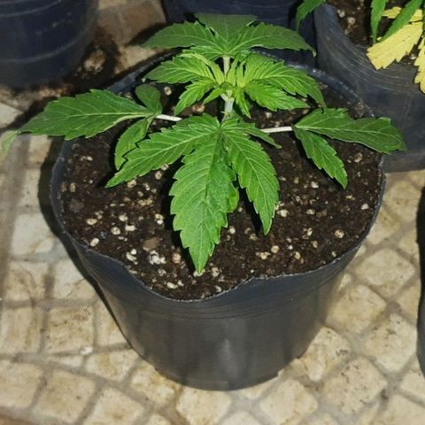 Blueberry de dutch passion growlog timeline photo