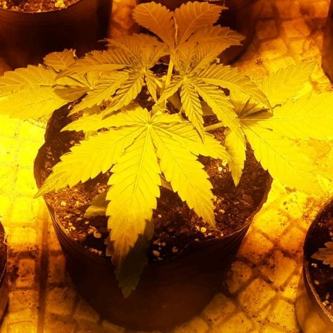 Blueberry de dutch passion growlog timeline photo