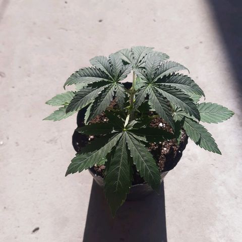 Blueberry de dutch passion growlog photo: Dewpues de 2 dias del rasplante, va bien