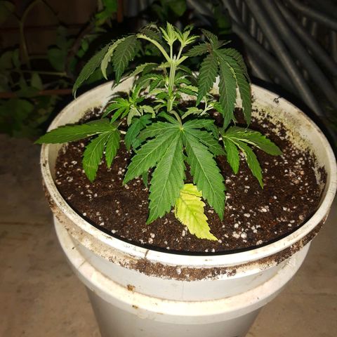 Blueberry de dutch passion growlog photo: Trasplante, asi va la ppda apical