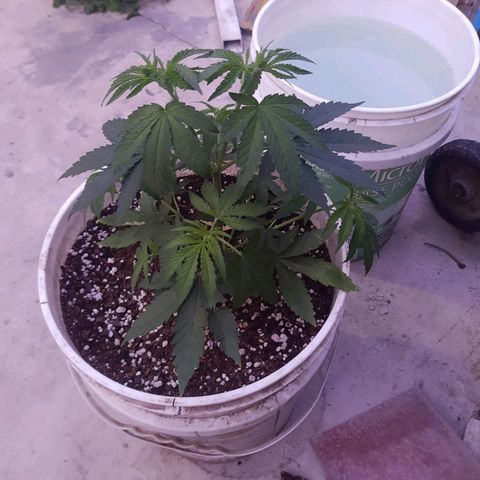Blueberry de dutch passion growlog photo: Regado con tricoderma