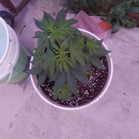 Blueberry de dutch passion growlog photo: Regado con tricoderma