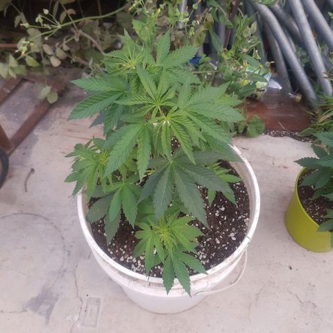 Blueberry de dutch passion growlog photo: Segunda poda apical
