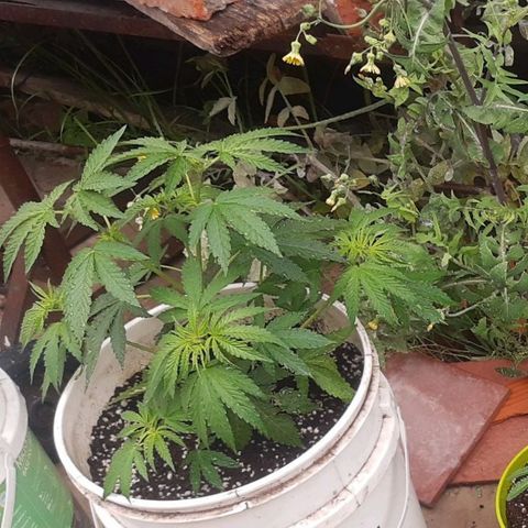 Blueberry de dutch passion growlog timeline photo