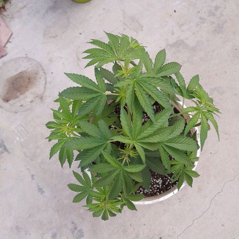 Blueberry de dutch passion growlog photo: Despues de dias de lluvia 😎