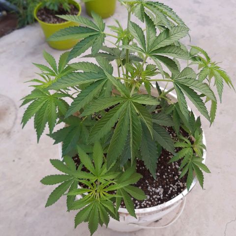 Blueberry de dutch passion growlog timeline photo