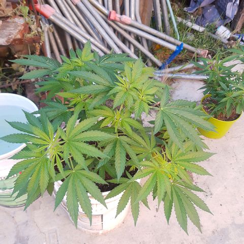 Blueberry de dutch passion growlog timeline photo