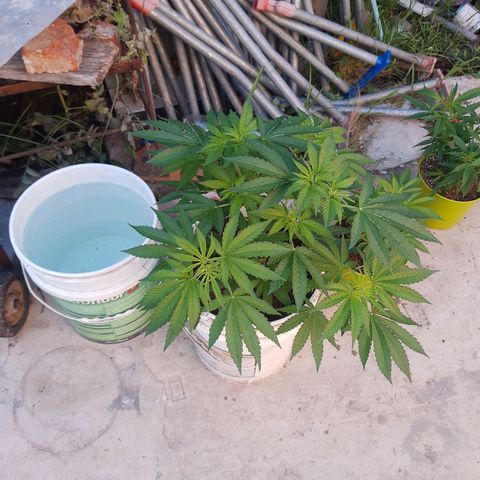 Blueberry de dutch passion growlog timeline photo