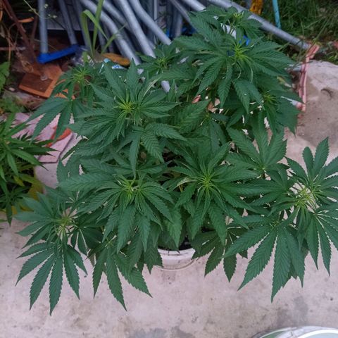 Blueberry de dutch passion growlog timeline photo