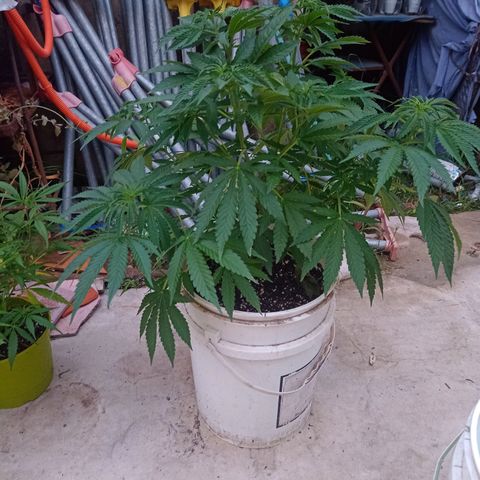 Blueberry de dutch passion growlog timeline photo