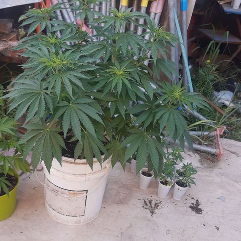 Blueberry de dutch passion growlog timeline photo