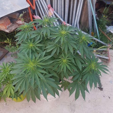 Blueberry de dutch passion growlog timeline photo