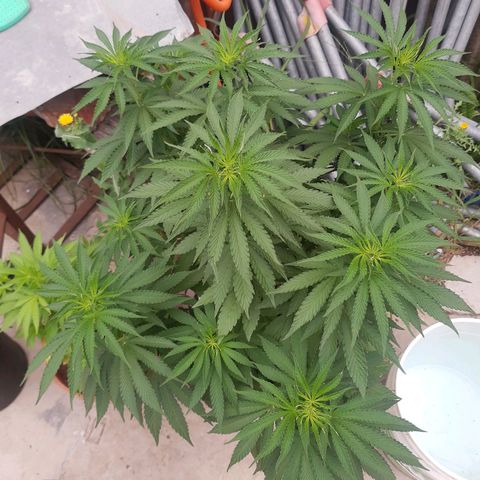 Blueberry de dutch passion growlog timeline photo