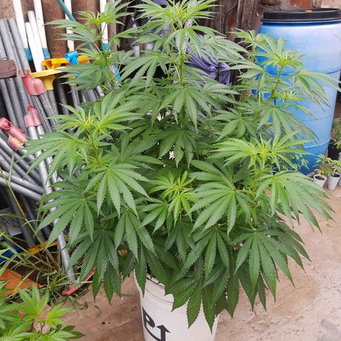 Blueberry de dutch passion growlog timeline photo