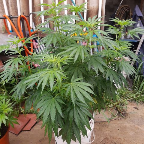 Blueberry de dutch passion growlog timeline photo