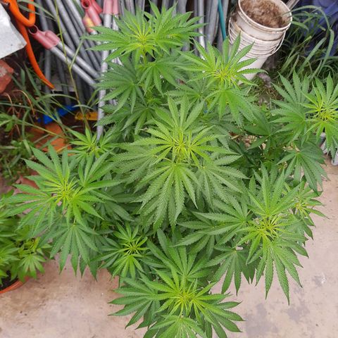 Blueberry de dutch passion growlog timeline photo