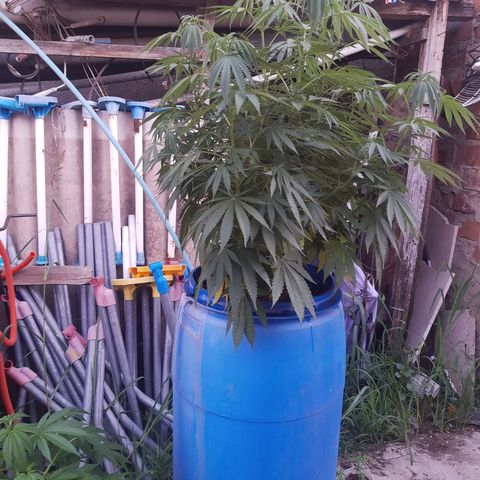 Blueberry de dutch passion growlog photo: Hice trasplante a un tacho de 100 litros!! 😱