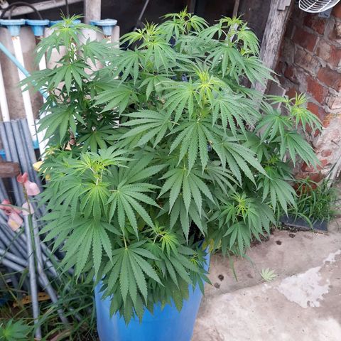Blueberry de dutch passion growlog timeline photo