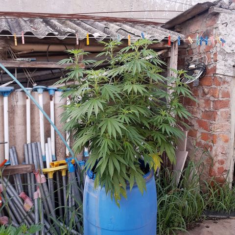 Blueberry de dutch passion growlog timeline photo