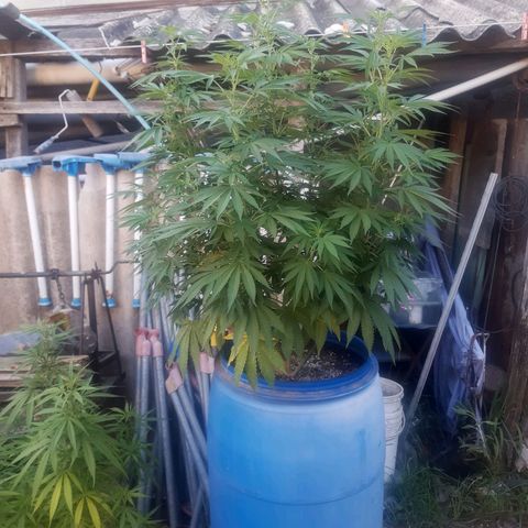 Blueberry de dutch passion growlog timeline photo