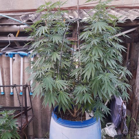 Blueberry de dutch passion growlog timeline photo
