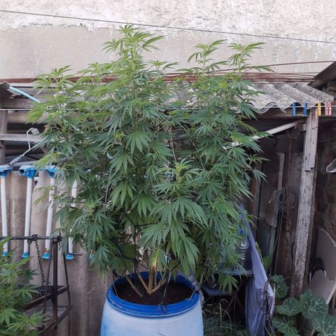Blueberry de dutch passion growlog timeline photo