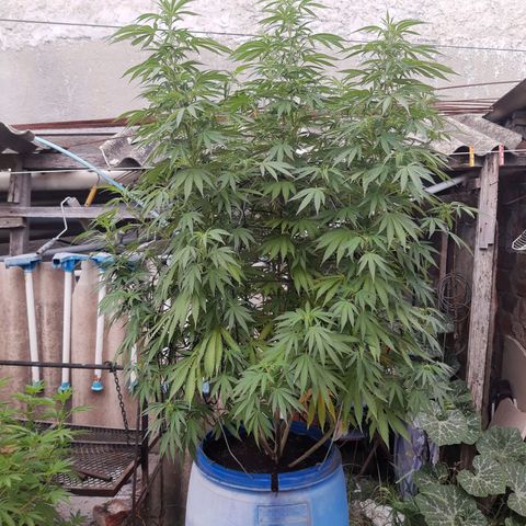 Blueberry de dutch passion growlog timeline photo
