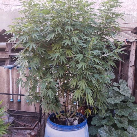 Blueberry de dutch passion growlog photo: Empezando la preflora