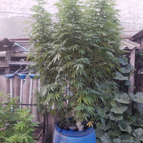Blueberry de dutch passion growlog photo: Empezando pre flora 2 semanas aproximadamente