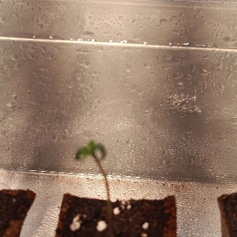 Mack&Crack growlog timeline photo