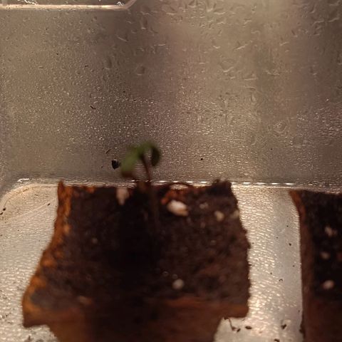 Mack&Crack growlog timeline photo