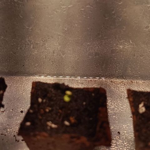Mack&Crack growlog timeline photo