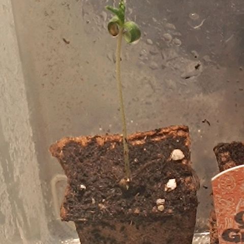 Mack&Crack growlog timeline photo