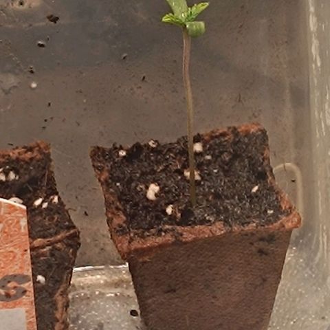 Mack&Crack growlog timeline photo
