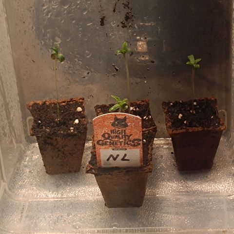 Mack&Crack growlog timeline photo