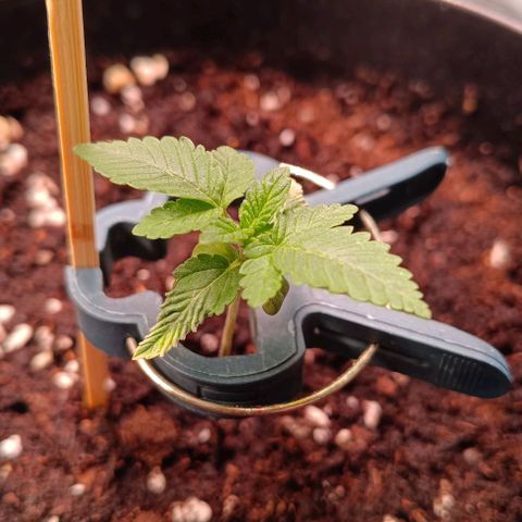 Mack&Crack growlog timeline photo