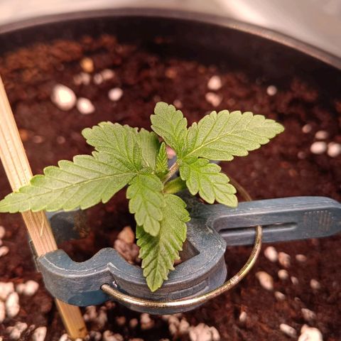 Mack&Crack growlog timeline photo