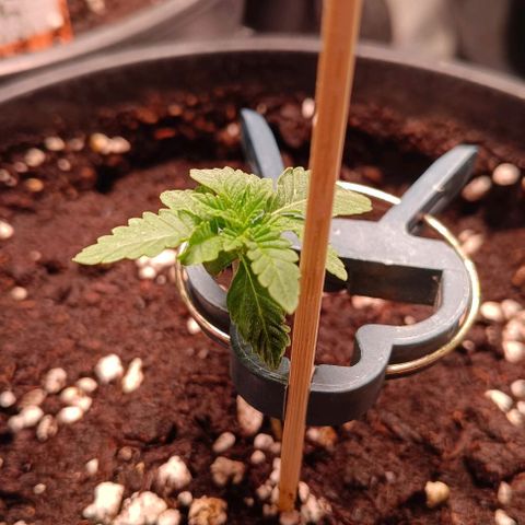 Mack&Crack growlog timeline photo