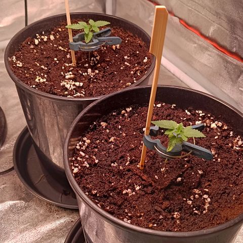 Mack&Crack growlog timeline photo